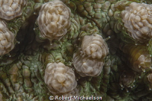Coral abstract using Nikon d90 with 105 macro. Dual Strobes by Robert Michaelson 